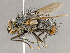  (Panzeria sp. JOS1 - CNC852666)  @11 [ ] No Rights Reserved (2018) Unspecified Canadian National Collection of Insects, Arachnids and Nematodes