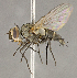 (Clausicella turmalis - CNC852668)  @11 [ ] No Rights Reserved (2018) Unspecified Canadian National Collection of Insects, Arachnids and Nematodes