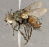  (Deopalpus hirsutus - CNC852676)  @11 [ ] No Rights Reserved (2018) Unspecified Canadian National Collection of Insects, Arachnids and Nematodes