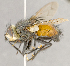  (Peleteria aldrichi - CNC852679)  @11 [ ] No Rights Reserved (2018) Unspecified Canadian National Collection of Insects, Arachnids and Nematodes