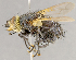  (Tachina nitida - CNC852684)  @11 [ ] No Rights Reserved (2018) Unspecified Canadian National Collection of Insects, Arachnids and Nematodes