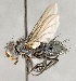 ( - CNC855715)  @13 [ ] No Rights Reserved (2018) Unspecified Canadian National Collection of Insects, Arachnids and Nematodes