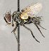  ( - CNC853022)  @14 [ ] No Rights Reserved (2018) Unspecified Canadian National Collection of Insects, Arachnids and Nematodes