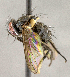  ( - CNC855706)  @13 [ ] No Rights Reserved (2018) Unspecified Canadian National Collection of Insects, Arachnids and Nematodes