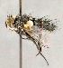  ( - CNC855710)  @14 [ ] No Rights Reserved (2018) Unspecified Canadian National Collection of Insects, Arachnids and Nematodes