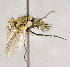 ( - CNC855727)  @11 [ ] No Rights Reserved (2018) Unspecified Canadian National Collection of Insects, Arachnids and Nematodes