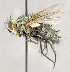  ( - CNC857274)  @11 [ ] No Rights Reserved (2018) Unspecified Canadian National Collection of Insects, Arachnids and Nematodes