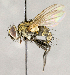  (Lixophaga sp. GER5 - CNC859093)  @11 [ ] No Rights Reserved (2018) Unspecified Canadian National Collection of Insects, Arachnids and Nematodes