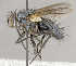  ( - CNC859101)  @13 [ ] No Rights Reserved (2018) Unspecified Canadian National Collection of Insects, Arachnids and Nematodes