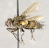  ( - CNC863941)  @11 [ ] No Rights Reserved (2018) Unspecified Canadian National Collection of Insects, Arachnids and Nematodes