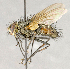  ( - CNC864481)  @11 [ ] No Rights Reserved (2018) Unspecified Canadian National Collection of Insects, Arachnids and Nematodes
