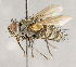  ( - CNC864508)  @11 [ ] No Rights Reserved (2018) Unspecified Canadian National Collection of Insects, Arachnids and Nematodes