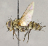  ( - CNC864527)  @13 [ ] No Rights Reserved (2018) Unspecified Canadian National Collection of Insects, Arachnids and Nematodes