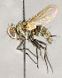  ( - CNC864530)  @11 [ ] No Rights Reserved (2018) Unspecified Canadian National Collection of Insects, Arachnids and Nematodes