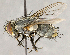 ( - CNC864579)  @13 [ ] No Rights Reserved (2018) Unspecified Canadian National Collection of Insects, Arachnids and Nematodes