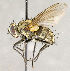  ( - CNC866450)  @13 [ ] No Rights Reserved (2018) Unspecified Canadian National Collection of Insects, Arachnids and Nematodes
