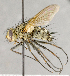  (Ptilodexia harpasa - CNC866479)  @15 [ ] No Rights Reserved (2018) Unspecified Canadian National Collection of Insects, Arachnids and Nematodes