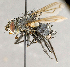  ( - CNC869827)  @11 [ ] No Rights Reserved (2018) Unspecified Canadian National Collection of Insects, Arachnids and Nematodes