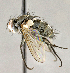  ( - CNC892258)  @11 [ ] No Rights Reserved (2018) Unspecified Canadian National Collection of Insects, Arachnids and Nematodes