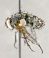  ( - CNC892297)  @13 [ ] No Rights Reserved (2018) Unspecified Canadian National Collection of Insects, Arachnids and Nematodes