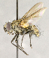  (Lixophaga sp. GER3 - CNC895433)  @13 [ ] No Rights Reserved (2018) Unspecified Canadian National Collection of Insects, Arachnids and Nematodes