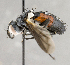  ( - CNC895447)  @11 [ ] No Rights Reserved (2018) Unspecified Canadian National Collection of Insects, Arachnids and Nematodes