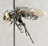  ( - CNC895458)  @11 [ ] No Rights Reserved (2018) Unspecified Canadian National Collection of Insects, Arachnids and Nematodes