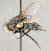  (Drino bakeri - CNC895500)  @11 [ ] No Rights Reserved (2018) Unspecified Canadian National Collection of Insects, Arachnids and Nematodes