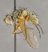  ( - CNC895544)  @13 [ ] No Rights Reserved (2018) Unspecified Canadian National Collection of Insects, Arachnids and Nematodes