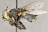  ( - CNC895611)  @11 [ ] No Rights Reserved (2018) Unspecified Canadian National Collection of Insects, Arachnids and Nematodes