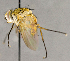 ( - CNC895634)  @11 [ ] No Rights Reserved (2018) Unspecified Canadian National Collection of Insects, Arachnids and Nematodes