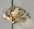  ( - CNC896531)  @11 [ ] No Rights Reserved (2018) Unspecified Canadian National Collection of Insects, Arachnids and Nematodes