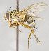  ( - CNC554557)  @11 [ ] No Rights Reserved (2017) Unspecified Canadian National Collection of Insects, Arachnids and Nematodes