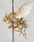  ( - CNC554604)  @11 [ ] No Rights Reserved (2017) Unspecified Canadian National Collection of Insects, Arachnids and Nematodes