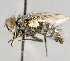  ( - CNC554612)  @11 [ ] No Rights Reserved (2017) Unspecified Canadian National Collection of Insects, Arachnids and Nematodes