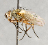  ( - CNC554643)  @13 [ ] No Rights Reserved (2017) Unspecified Canadian National Collection of Insects, Arachnids and Nematodes