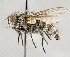  ( - CNC554649)  @11 [ ] Unspecified (default): All Rights Reserved (2017) Unspecified Canadian National Collection of Insects, Arachnids and Nematodes