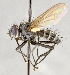  ( - CNC554660)  @12 [ ] Unspecified (default): All Rights Reserved (2017) Unspecified Canadian National Collection of Insects, Arachnids and Nematodes