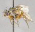  ( - CNC554664)  @11 [ ] No Rights Reserved (2017) Unspecified Canadian National Collection of Insects, Arachnids and Nematodes