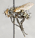  ( - CNC554711)  @11 [ ] Unspecified (default): All Rights Reserved (2017) Unspecified Canadian National Collection of Insects, Arachnids and Nematodes