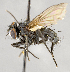  ( - CNC554774)  @12 [ ] Unspecified (default): All Rights Reserved (2017) Unspecified Canadian National Collection of Insects, Arachnids and Nematodes