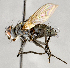  ( - CNC554852)  @11 [ ] No Rights Reserved (2021) Unspecified Canadian National Collection of Insects, Arachnids and Nematodes