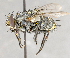 ( - CNC554894)  @13 [ ] No Rights Reserved (2017) Unspecified Canadian National Collection of Insects, Arachnids and Nematodes