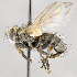  (Campylocheta sp. GER3 - CNC557336)  @11 [ ] No Rights Reserved (2023) Unspecified Canadian National Collection of Insects, Arachnids and Nematodes