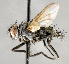  ( - CNC557361)  @11 [ ] No Rights Reserved (2023) Unspecified Canadian National Collection of Insects, Arachnids and Nematodes