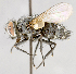  (Nilea erecta - CNC557362)  @14 [ ] No Rights Reserved (2017) Unspecified Canadian National Collection of Insects, Arachnids and Nematodes