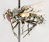  (Phebellia curriei - CNC557390)  @14 [ ] No Rights Reserved (2017) Unspecified Canadian National Collection of Insects, Arachnids and Nematodes