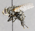  ( - CNC557454)  @11 [ ] No Rights Reserved (2017) Unspecified Canadian National Collection of Insects, Arachnids and Nematodes