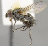  ( - CNC557468)  @12 [ ] No Rights Reserved (2017) Unspecified Canadian National Collection of Insects, Arachnids and Nematodes