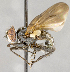  ( - CNC565954)  @11 [ ] No Rights Reserved (2017) Unspecified Canadian National Collection of Insects, Arachnids and Nematodes